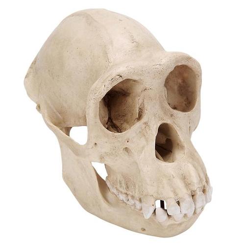Şempanze (Pan Troglodytes) Dişi Kafatası, 1001299 [VP760/1], Biyolojik Antropoloji