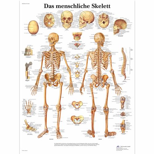 Eğitim cetveli - İnsan iskeleti, 4006568 [VR0113UU], Skeletal System