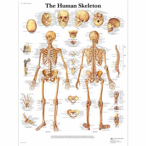 The Human Skeleton, 1001468 [VR1113L], Skeletal System