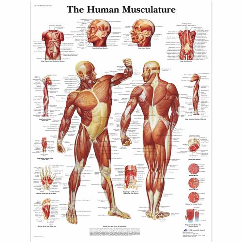 Human Musculature, 1001470 [VR1118L], Muscle