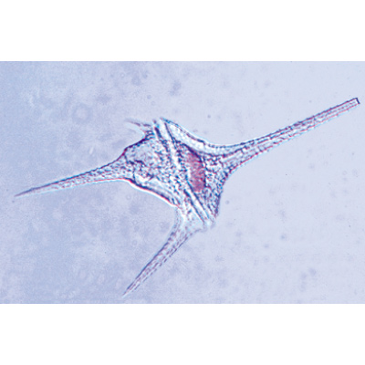 Einzeller (Protozoa), Almanca (10'lu), 1003847 [W13001], Mikroskop Kaydırıcılar LIEDER