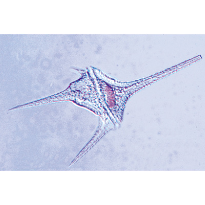 Protozoaire, Fransızca (10'lu), 1003848 [W13001F], Mikroskop Kaydırıcılar LIEDER