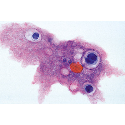 Protozoa, Portekizce (10'lu), 1003849 [W13001P], Mikroskop Kaydırıcılar LIEDER