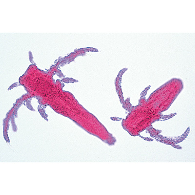 Krebstiere (Crustacea), Almanca (10'lu), 1003859 [W13004], Mikroskop Kaydırıcılar LIEDER