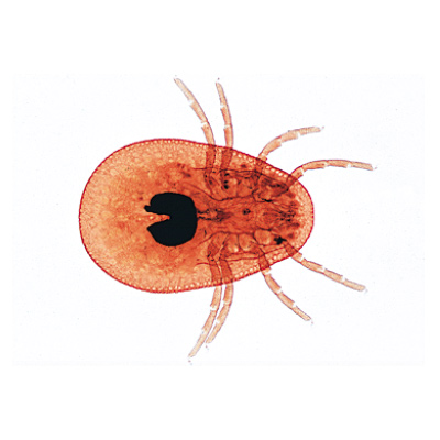 Spinnentiere und Tausendfüssler (Arachnoidea, Myriapoda), Almanca (12'li), 1003863 [W13005], Mikroskop Kaydırıcılar LIEDER