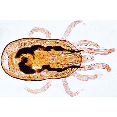 Spinnentiere und Tausendfüssler (Arachnoidea, Myriapoda), Almanca (12'li), 1003863 [W13005], Mikroskop Kaydırıcılar LIEDER