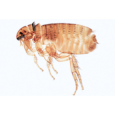 Insekten (Insecta), Almanca (40'lı), 1003867 [W13006], Omurgasızlar (Invertebrata)