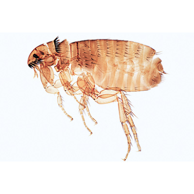 Insectes, Série élémentaire grossie, Fransızca (40'lı), 1003868 [W13006F], Mikroskop Kaydırıcılar LIEDER
