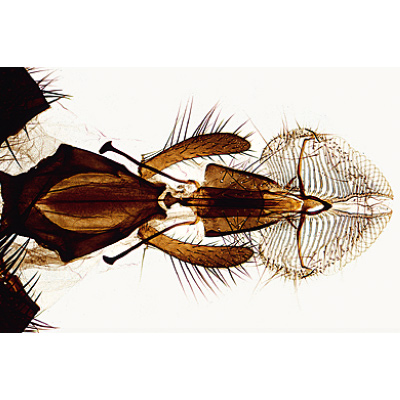Insectos, Colección Elemental Ampliada, İspanyolca (40'lı), 1003870 [W13006S], Mikroskop Kaydırıcılar LIEDER