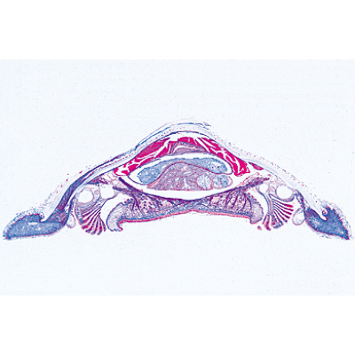 Weichtiere (Mollusca), Almanca (15'li), 1003871 [W13007], Mikroskop Kaydırıcılar LIEDER
