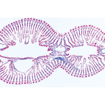 Weichtiere (Mollusca), Almanca (15'li), 1003871 [W13007], Mikroskop Kaydırıcılar LIEDER