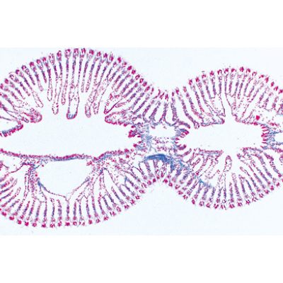 Mollusques, Fransızca (15'li), 1003872 [W13007F], Mikroskop Kaydırıcılar LIEDER