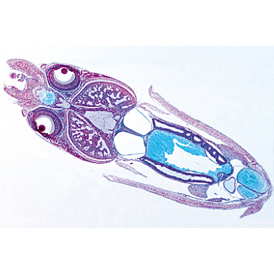 Mollusca, Portekizce (15'li), 1003873 [W13007P], Mikroskop Kaydırıcılar LIEDER