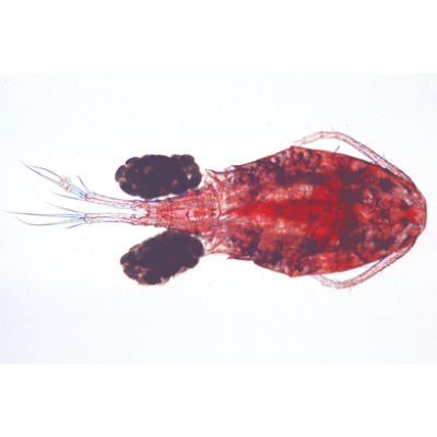 Krustaseler (Crustacea), İngilizce (10'lu), 1003963 [W13033], Ingilizce