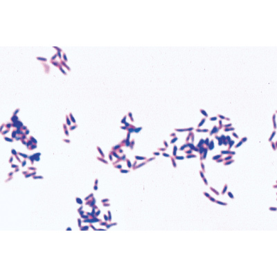 Bakteri Seti, İngilizce (25'li), 1003969 [W13040], Ingilizce