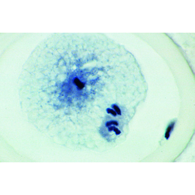Mitoz ve Mayoz Seti I - Almanca, 1013466 [W13076], Bitki hücresi