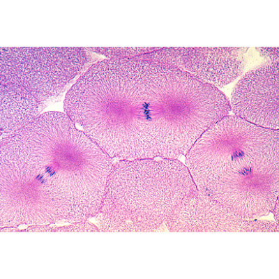 Mitoz ve Mayoz Seti II - İspanyolca, 1013476 [W13082], Bitki hücresi