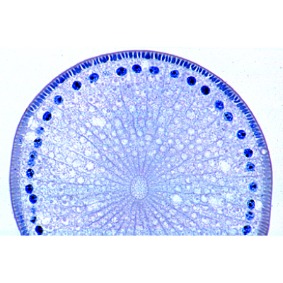 Ascaris megalocephala Embriyolojisi - Fransızca, 1013480 [W13085], Hücre bölünmesi