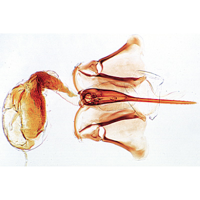 The Honey Bee (Apis mellifica), Almanca (18'li), 1004210 [W13340], Omurgasızlar (Invertebrata)