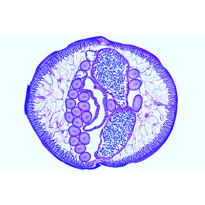Ascaris megalocephala Embriyolojisi - İngilizce, 1013479 [W13458], Hücre bölünmesi