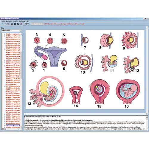Üreme ve Cinsel Eğitim, Etkileşimli CD-ROM, 1004279 [W13510], Biyoloji yazilimi