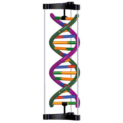 Çift Sarmal DNA Modeli, Öğrenci Kiti, 1005300 [W19780], DNA yapisi ve Fonksiyonu