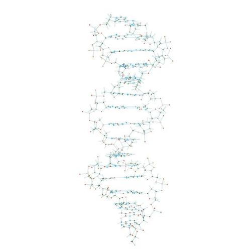 DNA Modeli, 1005301 [W19800], DNA yapisi ve Fonksiyonu