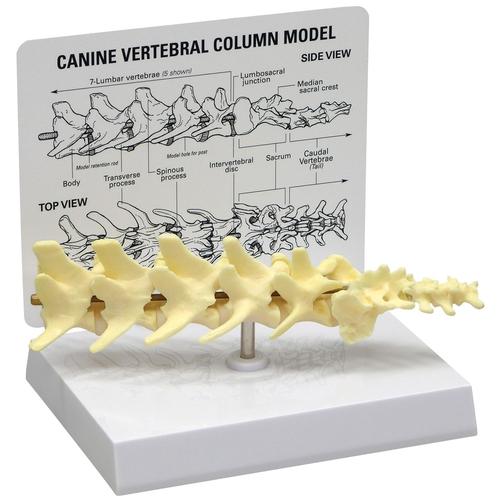 Canine 5-piece Vertebrae Column Model, 1019581 [W33353], osteoloji