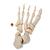 Yarım iskelet, monte edilmemiş - 3B Smart Anatomy, 1020156 [A04/1], Montaji yapilmamis iskelet (Small)