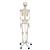 Standart iskelet Stan A10, 5 tekerlekli metal stand üzerinde - 3B Smart Anatomy, 1020171 [A10], Iskelet Modelleri - Gerçek Boy (Small)