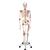 İskelet Sam A13 - 5 tekerlekli metal ayak üzerinde lüks versiyon - 3B Smart Anatomy, 1020176 [A13], Iskelet Modelleri - Gerçek Boy (Small)