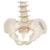 Mini Omurga, Elastik - 3B Smart Anatomy, 1000042 [A18/20], Mini Skeleton Modelleri (Small)