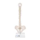 Mini Omurga, Elastik, Destek Üzerinde - 3B Smart Anatomy, 1000043 [A18/21], Mini Skeleton Modelleri