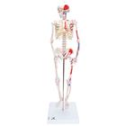 Mini İskelet "Shorty“, Boyalı kaslarla, Ayaklık üzerinde - 3B Smart Anatomy, 1000044 [A18/5], Mini Skeleton Modelleri