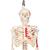 Mini İskelet "Shorty“, Boyalı kaslarla, Askılı destek üzerinde - 3B Smart Anatomy, 1000045 [A18/6], Mini Skeleton Modelleri (Small)