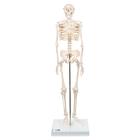 Mini iskelet „Shorty“, ayaklık üzerinde - 3B Smart Anatomy, 1000039 [A18], Mini Skeleton Modelleri
