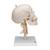Klasik kafatası, boyun omurları üzerinde, 4 parçalı - 3B Smart Anatomy, 1020160 [A20/1], Kafatası Modelleri (Small)