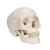 Klasik kafatası, beyinle birlikte, 8 parçalı - 3B Smart Anatomy, 1020162 [A20/9], Kafatası Modelleri (Small)