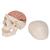 Klasik kafatası, beyinle birlikte, 8 parçalı - 3B Smart Anatomy, 1020162 [A20/9], Kafatası Modelleri (Small)