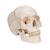 Klasik kafatası, 3 parçalı - 3B Smart Anatomy, 1020165 [A21], Kafatası Modelleri (Small)