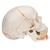 Klasik kafatası, açılmış mandibulalı, boyalı, 3 parçalı - 3B Smart Anatomy, 1020167 [A22/1], Kafatası Modelleri (Small)