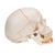 Klasik kafatası, açık mandibulalı, 3 parçalı - 3B Smart Anatomy, 1020166 [A22], Kafatası Modelleri (Small)