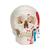 Klasik kafatası, boyalı, 3 parçalı - 3B Smart Anatomy, 1020168 [A23], Kafatası Modelleri (Small)