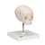 Fetal Kafatası, Destek üzerinde - 3B Smart Anatomy, 1000058 [A26], Kafatası Modelleri (Small)
