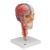 BONElike Kafatası - Eğitici lüks kafatası, 7 parçalı - 3B Smart Anatomy, 1000064 [A283], Kafatası Modelleri (Small)