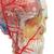 BONElike Kafatası - Eğitici lüks kafatası, 7 parçalı - 3B Smart Anatomy, 1000064 [A283], Omurga Modelleri (Small)