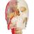 BONElike Kafatası - Eğitici lüks kafatası, 7 parçalı - 3B Smart Anatomy, 1000064 [A283], Omurga Modelleri (Small)