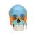 3B Scientific® Kafatası Modeli – 22 parça, ayrılabilir, renkli - 3B Smart Anatomy, 1023540 [A291], Kafatası Modelleri (Small)
