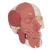 Kafatası Modeli - Yüz kaslarıyla birlikte - 3B Smart Anatomy, 1020181 [A300], Baş Modelleri (Small)
