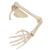 Kürek ve köprücük kemiğiyle kol iskeleti - 3B Smart Anatomy, 1019377 [A46], El ve kol iskelet modelleri (Small)